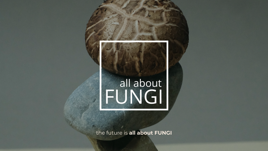 all about FUNGI - Die Synergie von Natur und Wissenschaft