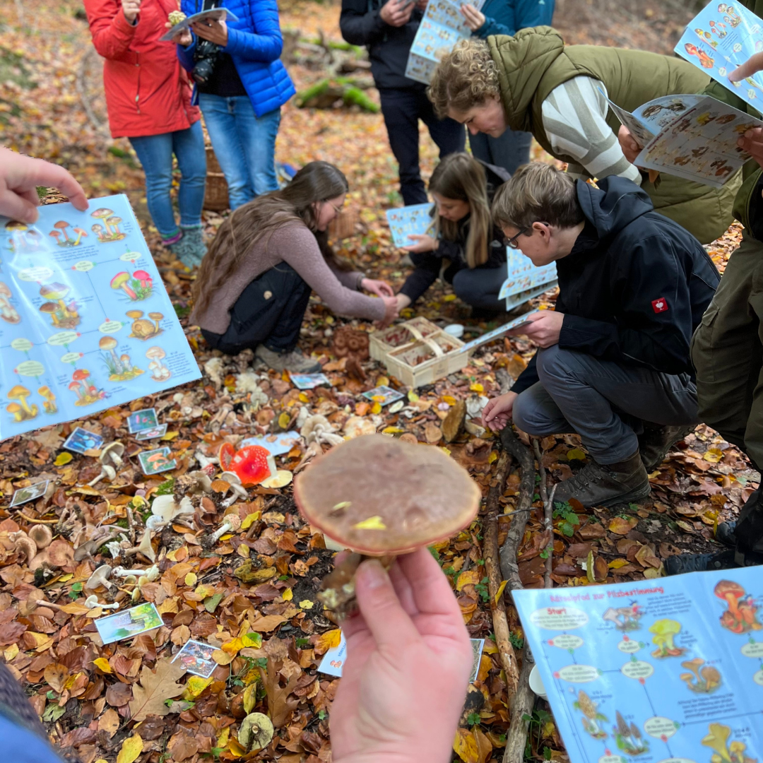Planet Pilze Expedition (Pilzwanderung und Pilzzucht-Seminar) bei Obersontheim in Baden-Württemberg
