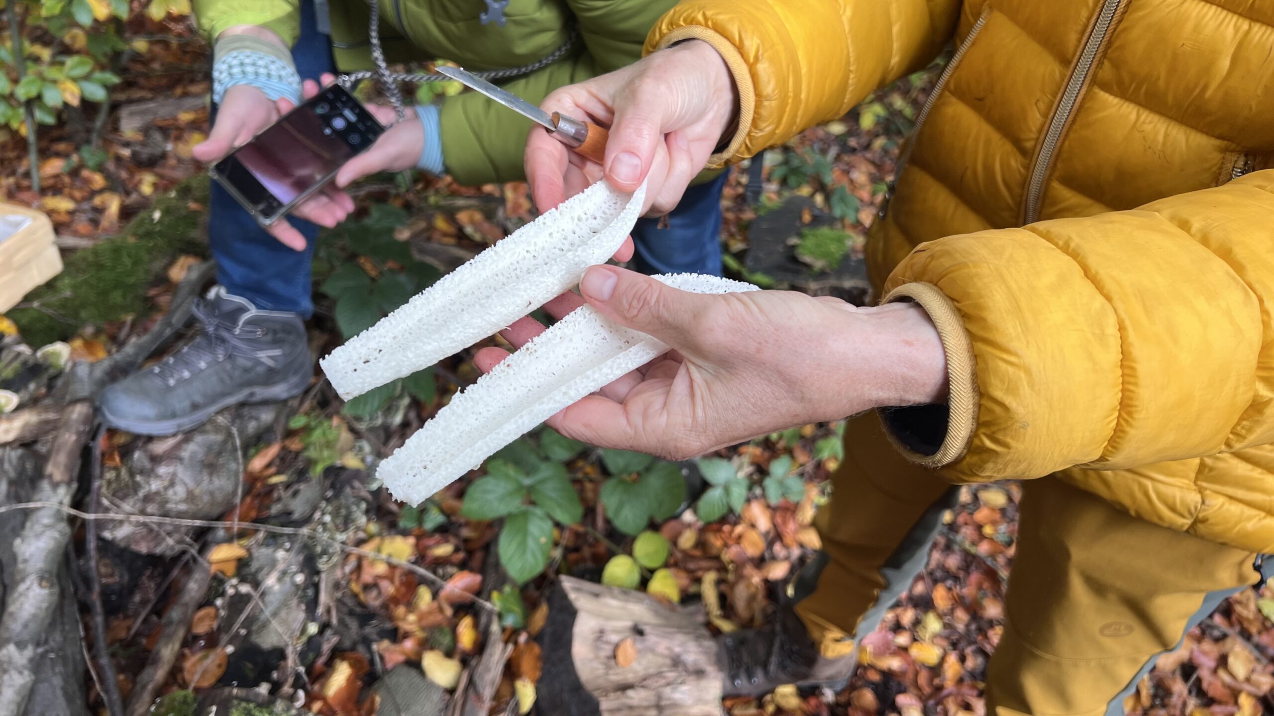 Pilzwanderung mit Experten: Sicher Pilze entdecken 3 IMG 7453 2 scaled
