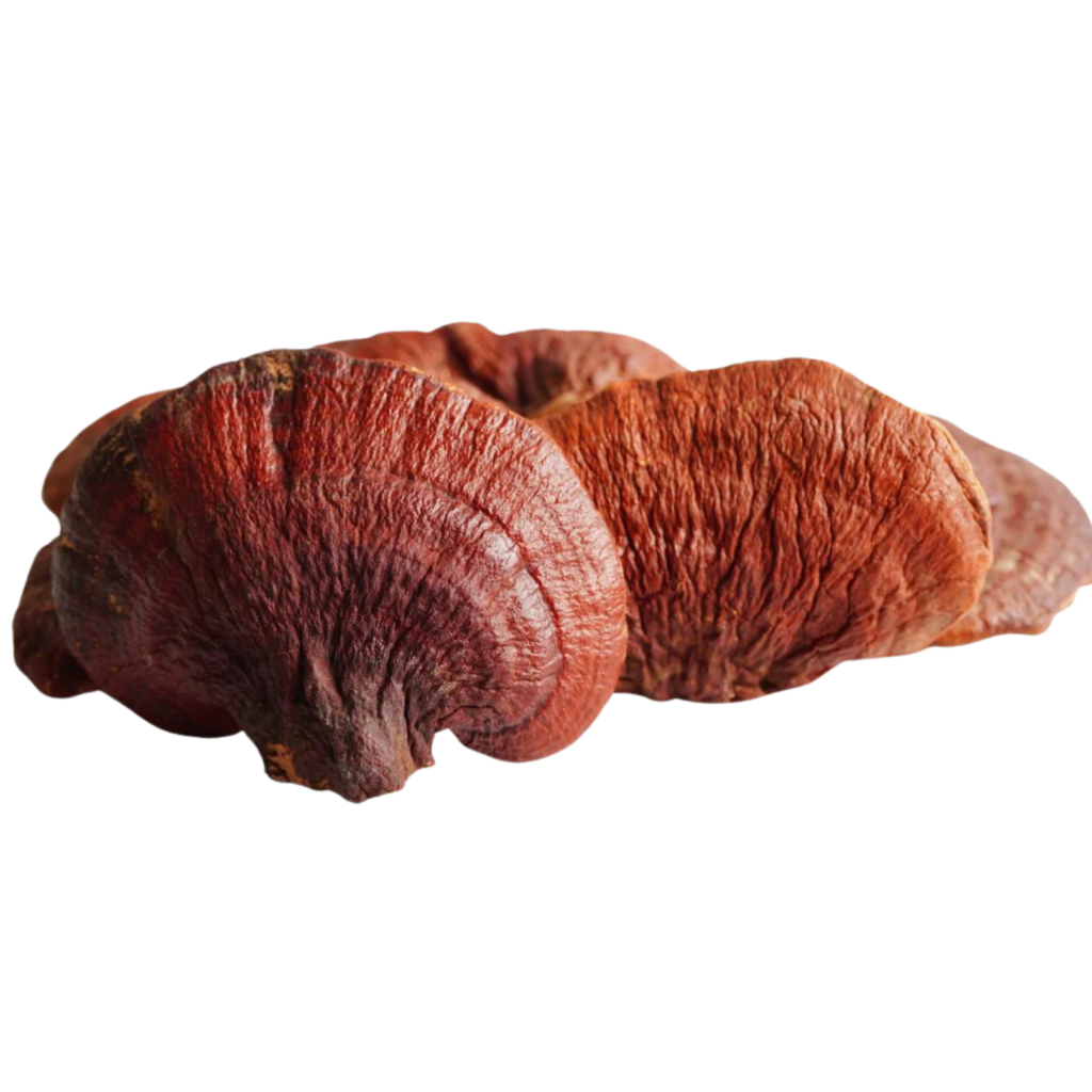 allaboutfungi reishi ganodermalucidum kaufen Transparent