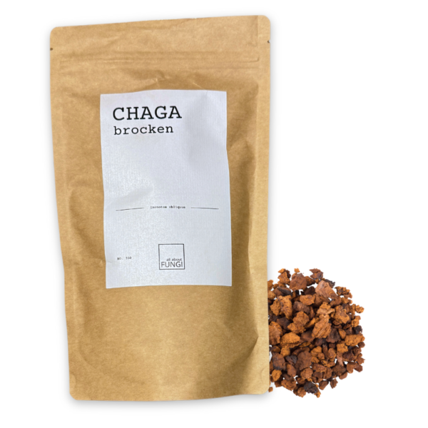 Chaga Pilz Brocken Wildsammlung