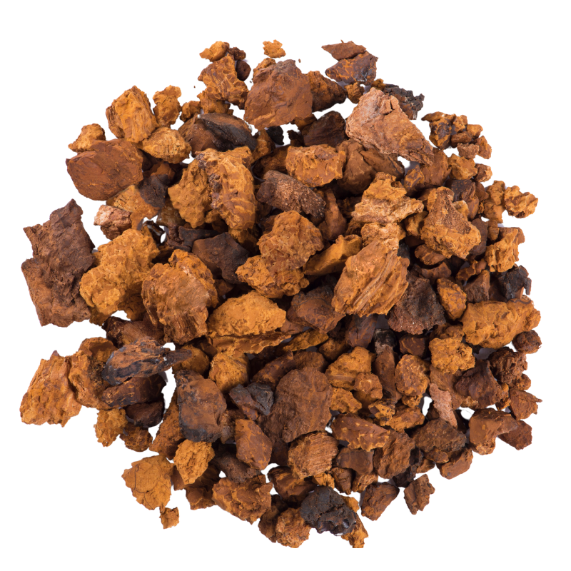 Chaga allaboutfungi Produktfoto content