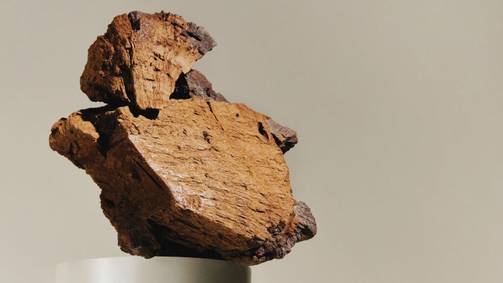 Chaga Wirkung Anwendung Rezepte