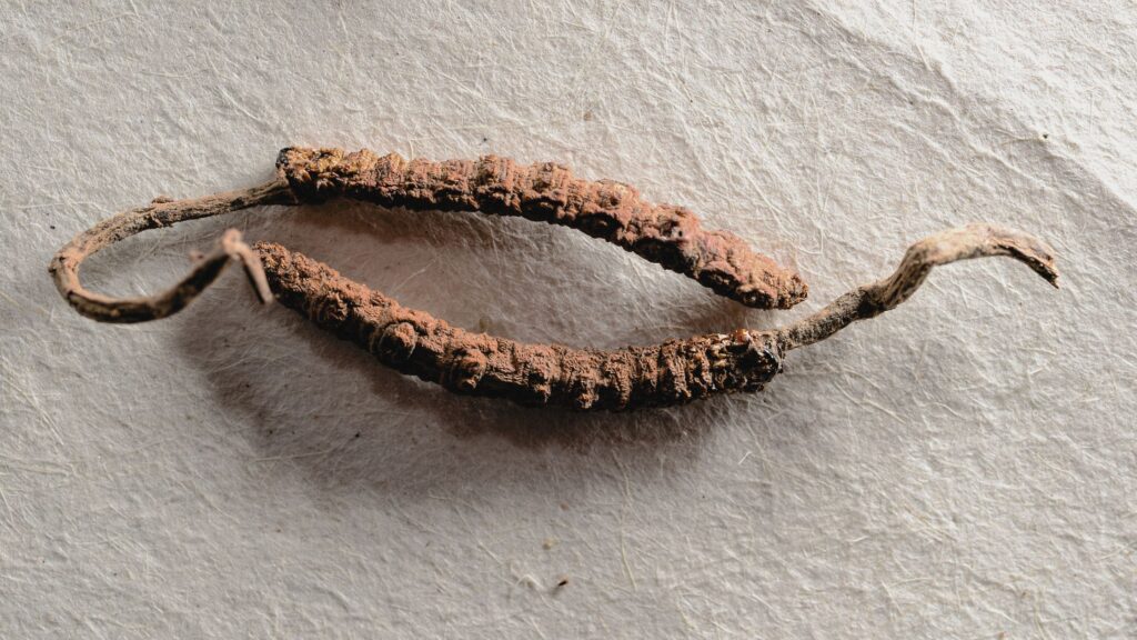 Cordyceps Pilz Wirkung Anwendung Rezepte mit all about FUNGI