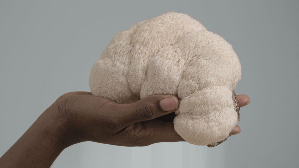 LION'S MANE Pilz in der Hand