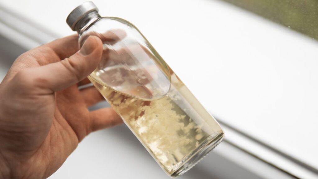 LION'S MANE in einm Reagenzglas als Flüssigmyzel