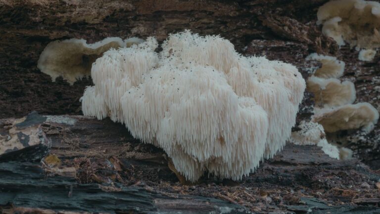 LION'S MANE Pilz in der Natur an einem Baum.