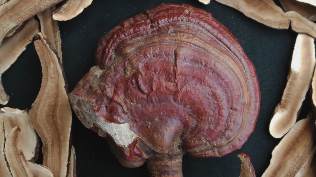 all about FUNGI Reishi Pilz Wirkung Anwendung Rezept Header Bild