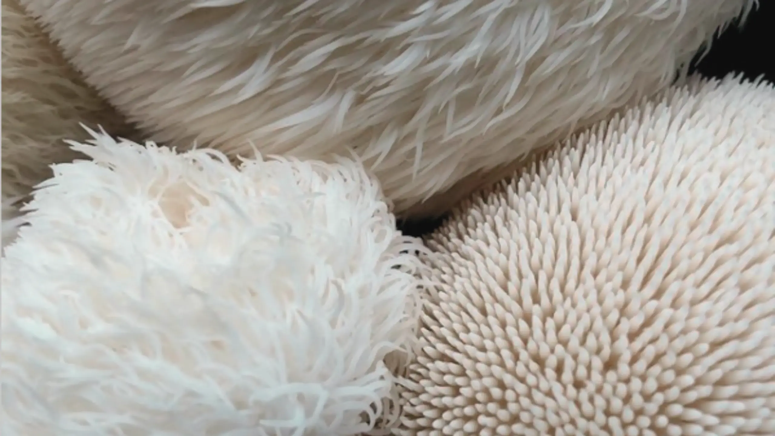 Ein Close Up von Lion's Mane Pilz von all about FUNGI als Beispiel für einen Leitfaden für Vitalpilze