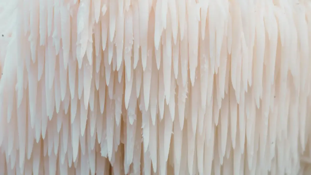 Pilz des Jahres 2026 Igelstachelbart Close Up