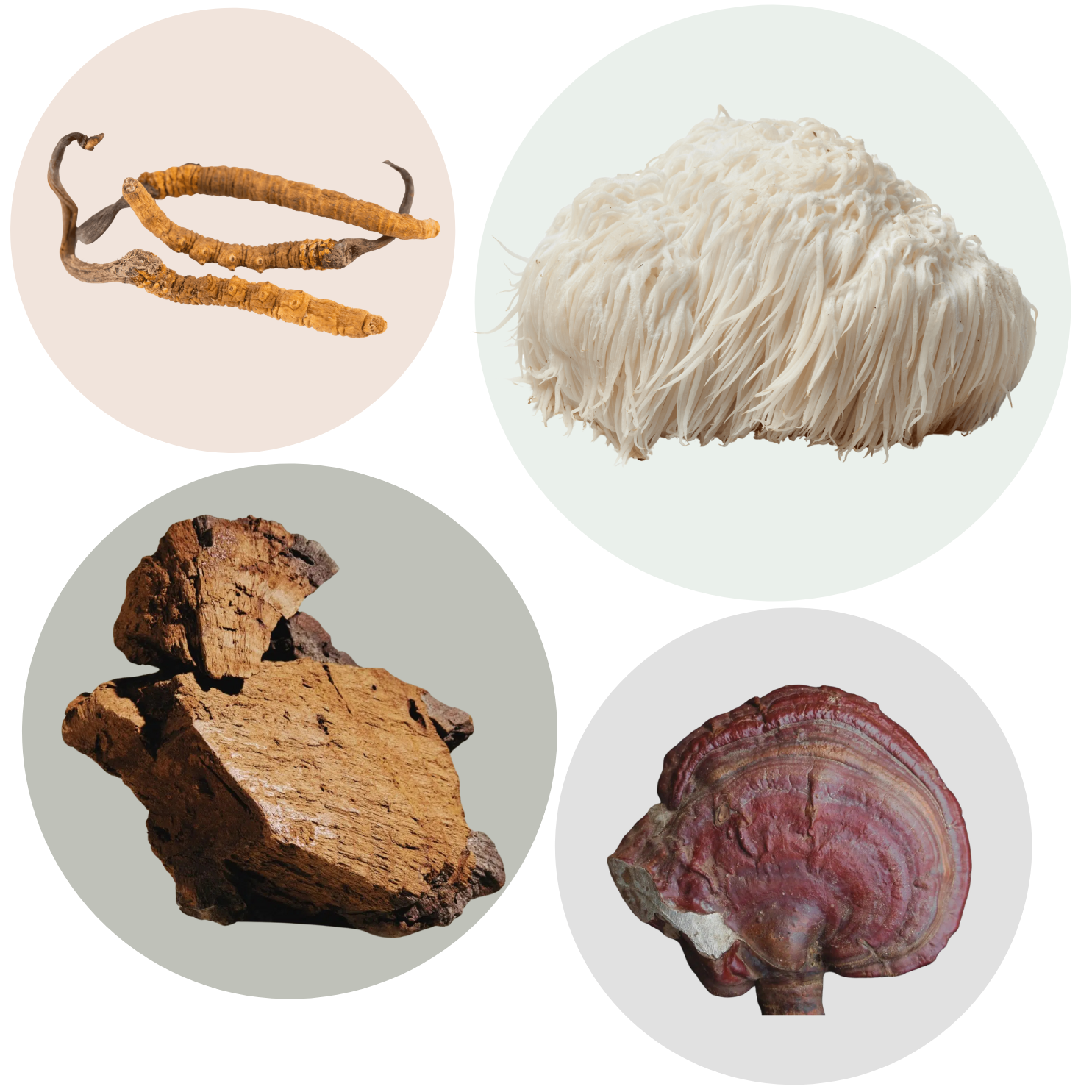 Cordyceps Sinensis von all about FUNGI, LION'S MANE von all about FUNGI, CHAGA von all about FUNGI, REISHI von all about FUNGI